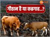 गौठान है या कब्रगाह..? 37 मवेशी की मौत से बलाव; जांजगीर-चांपा प्रशासन में हड़कंप