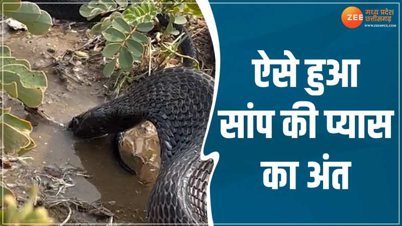 Snake Drinking Water: बुझ गई सांप की प्यास! देखें कैसा गटागट पिया पानी