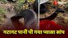 Snake Drinking Video Viral: सांप को लगी थी जोरों की प्यास, देखते ही