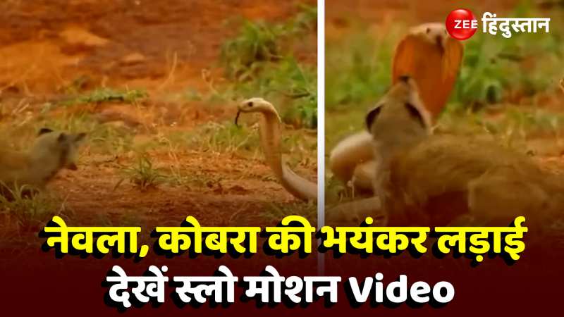 Mongoose King Cobra Fight Video: जब एक दूजे के खून के प्यासे हुए नेवला