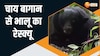 चाय बागान में विशालकाय भालू को देखकर मच गई अफरातफरी, देखें कैसे बची लोगों की जान