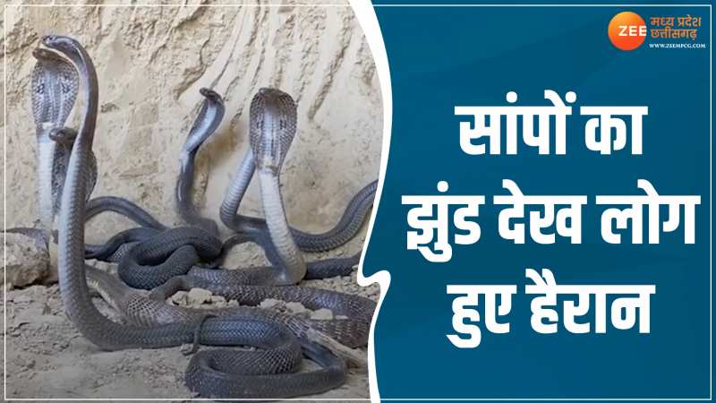 Cobra Snake Video: एक साथ दिखा 6 सांपों का झुंड, सभी ने दिखाया गुस्सा, देखिए VIDEO