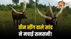 Bull Viral Video: तीन सींग वाले सांड ने मचाई सनसनी, लोगों को लगने लगा डर 