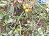 Farmer News: ਟਮਾਟਰ ਦੀ ਫ਼ਸਲ ਨਵੀਂ ਨੂੰ ਲੱਗੀ ਬਿਮਾਰੀ, ਮਾਲਵਾ ਖੇਤਰ 'ਚ ਸਭ ਤੋਂ ਵੱਧ ਖ਼ਤਰਾ !