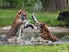 Animal Video: दो बाघिनों के बीच हुई खतरनाक लड़ाई, कैमरे में कैद हुआ रोमांचकारी पल 