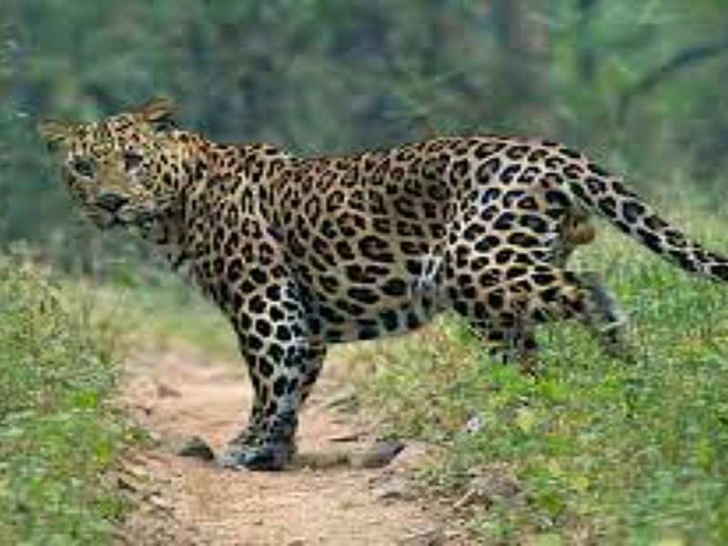 आदमखोर का आतंक!, गुलदार का निवाला बन रहे ग्रामीण, अ‍ब तक 19 लोगों की ले ली जान