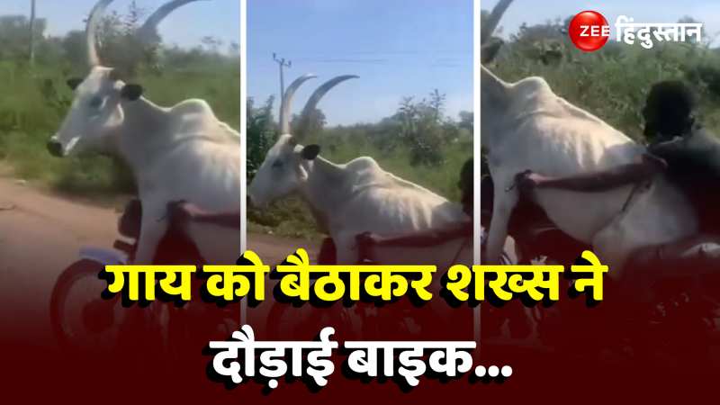 Viral Video: गाय को बैठाकर शख्स ने दौड़ाई बाइक, वीडियो देख यूजर्स हंसते-हं