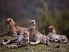 Kuno National Park: खत्म हुआ इंतजार, क्रिसमस-न्यू ईयर पर होगा चीतों का दीदार, कूनों में दिखेगा रफ्तार का जलवा
