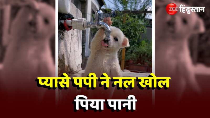 Puppy Viral Video: नल से पानी पीते नजर आया पपी, वीडियो मोह लेगा दिल