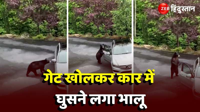  Bear Viral Video: कार में बैठकर रफूचक्कर होने वाला था भालू, तभी हुआ कुछ ऐसा