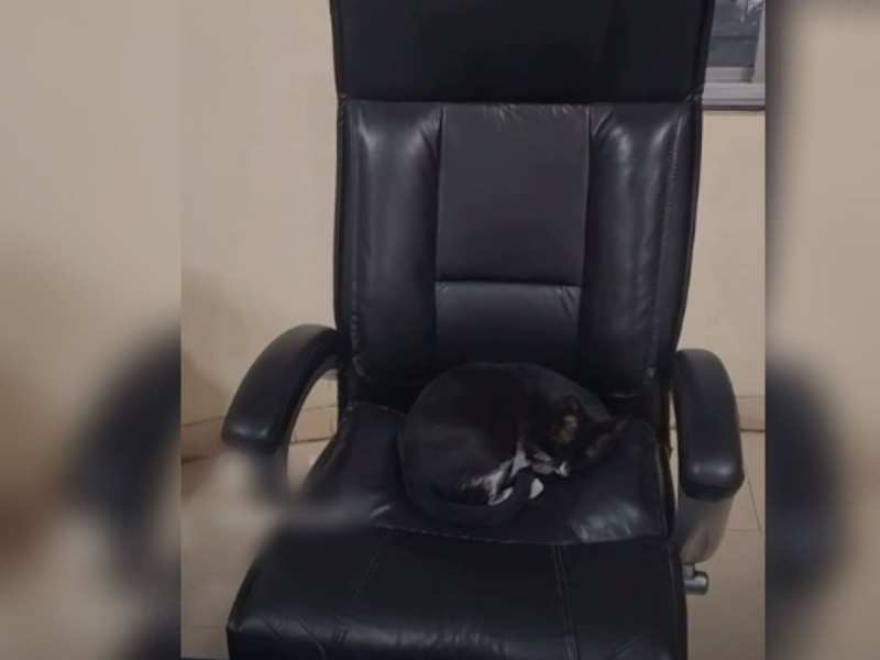 सीनियर इंस्पेक्टर की कुर्सी पर सो रही थी बिल्ली, हटाने पर कर दी ये हरकत 