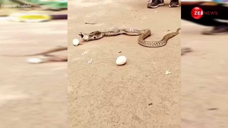 कोबरा ने एकसाथ मुंह उगले 8 अंडे, वीडियो देखकर लोग हुए शॉक्ड
