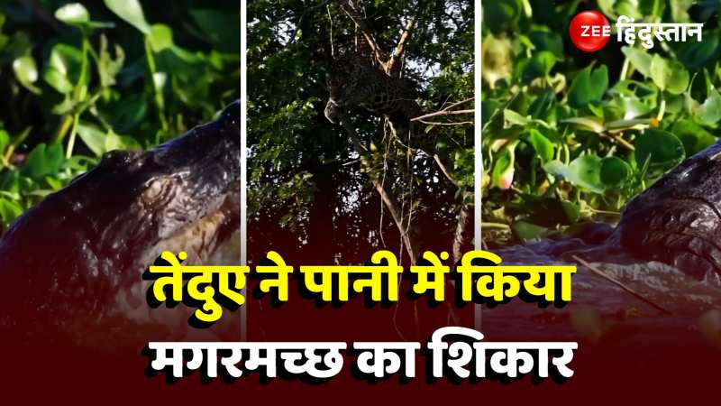 Animal Viral Video: तेंदुए ने पानी में कूदकर मगरमच्छ का किया शिकार, वीडियो दे