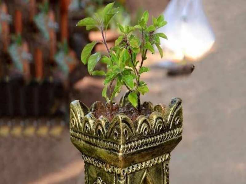 Tulsi Pujan Diwas पर जानें तुलसी के पौधे से जुड़े कुछ जरूरी वास्तु टिप्स