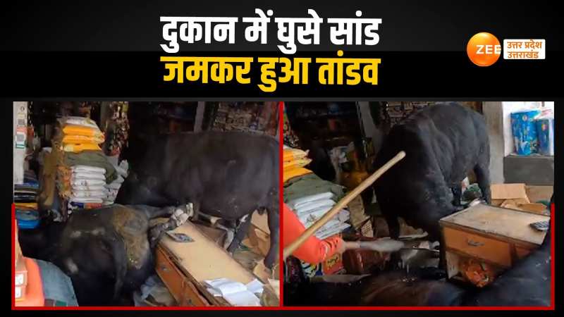 Viral Video: आपस में भिड़े दो सांड, दुकान में की तोड़फोड़, तांडव का वीडियो देखिए 