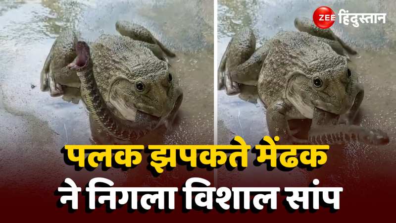 Frog Swallowed King Cobra: OMG! मेंढक ने निगल लिया आधा किंग कोबरा, हैरान