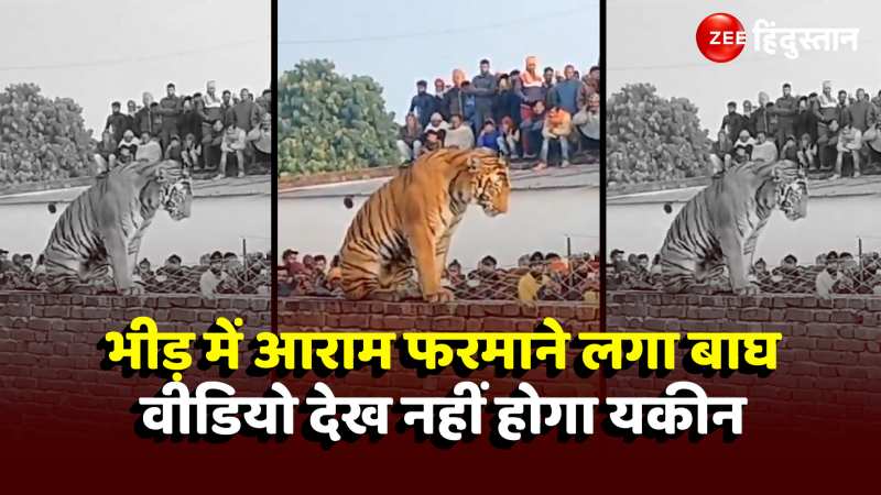 Pilibhit Tiger Video: भीड़ में लेटकर आराम फरमाते बाघ का Video Viral