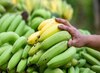 Raw banana Benefits: आखिर क्यों जरूरी है कच्चे केले का सेवन, शरीर रहता है स्वस्थ, जानें दूसरे फायदे