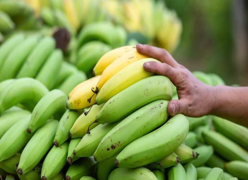 Raw banana Benefits: आखिर क्यों जरूरी है कच्चे केले का सेवन, शरीर रहता है स्वस्थ