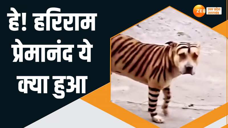 Funny video: टाइगर बनकर सड़क पर घूम रहा था कुत्ता, मजेदार वीडियो वायरल