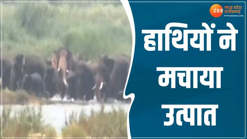 Chhattisgarh News: गरियाबंद में हाथियों का आतंक, दहशत में लोग, वन विभाग का अलर्ट 