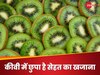 कीवी से सेहत को मिलेगा चौतरफा फायदा; पाचन, इम्यूनिटी से लेकर स्किन तक सब होगा दुरुस्त!