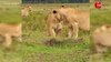 Mongoose vs Lion: जब जंगल के राजा से भिड़ गया नेवला, लड़ने के लिए लगा दी पूरी जान; अंत तक देखें वीडियो 