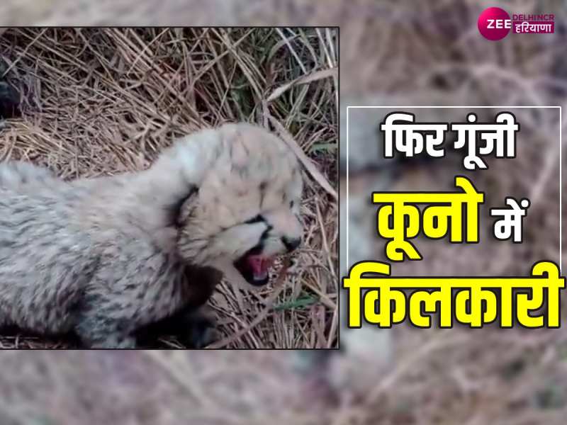 Cheetah Video: नामीबिया से आई आशा ने नेशनल पार्क में जन्मे 3 शावक