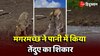 Viral Video: पानी पीते वक्त तेंदुए पर मगरमच्छ ने किया जानलेवा हमला