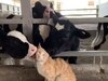 Viral Video: बिल्ली मौसी को गायों ने किया खूब सारा प्यार, दुलार का वीडियो हुआ वायरल 
