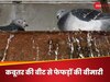 Pigeon droppings: कबूतरों की बीट आपके फेफड़ों को कर सकती है तबाह! जानें बचाव के तरीके