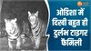 ओडिशा में दिखी बहुत ही दुर्लभ टाइगर फैमिली,IFS अधिकारी ने शेयर किया वीडियो