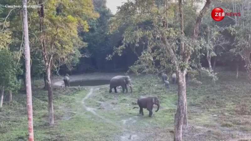 Elephant Video: जंगल में मौज उड़ाता दिखा हाथी का पूरा परिवार, शानदार वीडियो हुआ इंटरनेट पर वायरल 