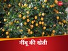 lemon cultivation