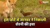 Lioness Mongoose Fight Video: ये क्या! इस छोटे से नेवला को देख खू्ंखार शेरनी की हवा 