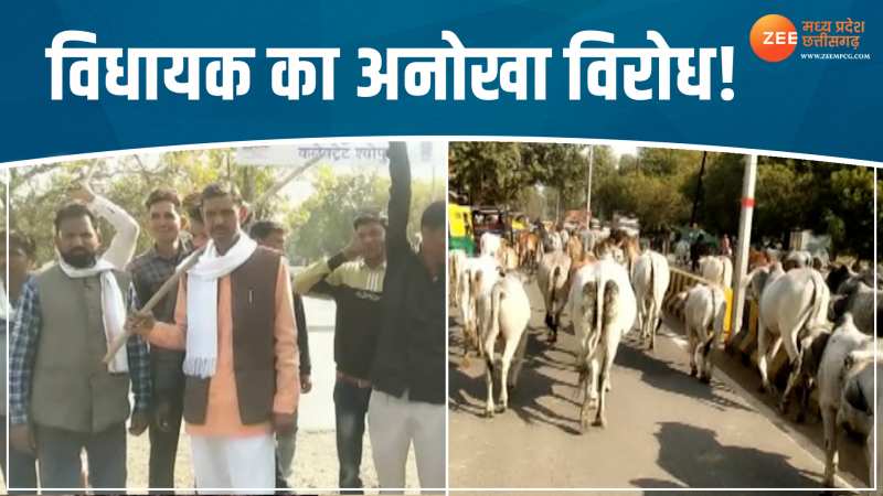 VIDEO: सड़क पर मवेशियों का झुंड लेकर निकले विधायक, देखें वीडियो