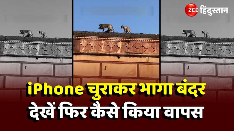 iPhone चुराकर भागा बंदर, देखें फिर कैसे किया वापस, मजेदार वीडियो हुआ वायरल 