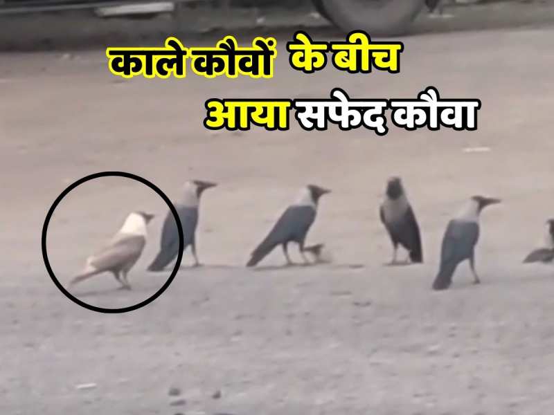 Viral Video: ये क्या सफेद कौवा?  राजस्थान के पड़ोसी राज्य में आया नजर