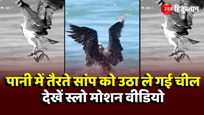 Eagle And Snake Viral Video: देखें कैसे पानी में तैर रहे सांप के लिए आसमान से आई 