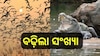 Bhitarkanika National Park: ଖୁସି ଖବର! ଭିତରକନିକାରେ ବଢ଼ିଲା ବିଦେଶାଗତ ପକ୍ଷୀ ଓ ବଉଳା କୁମ୍ଭୀର ସଂଖ୍ୟା 