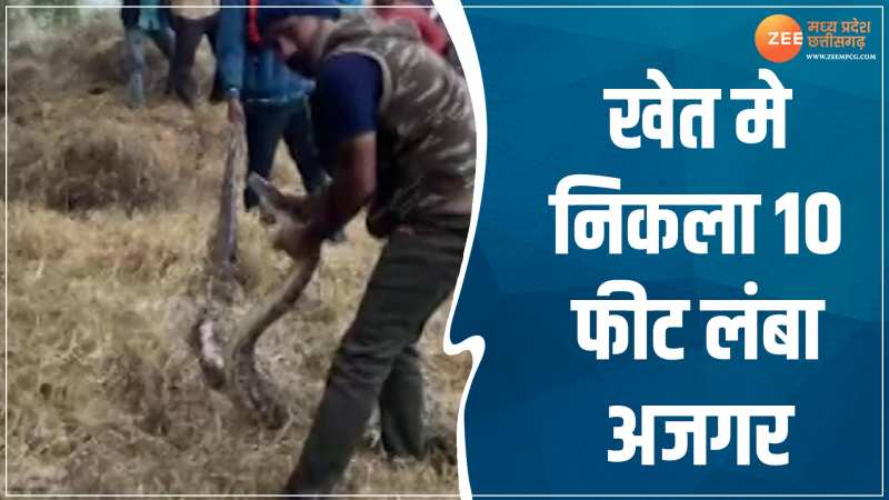  Python video: 9 फीट लंबे अजगर ने उड़ा रखी थी किसान की नींद, ऐसे हुआ रेस्क्यू