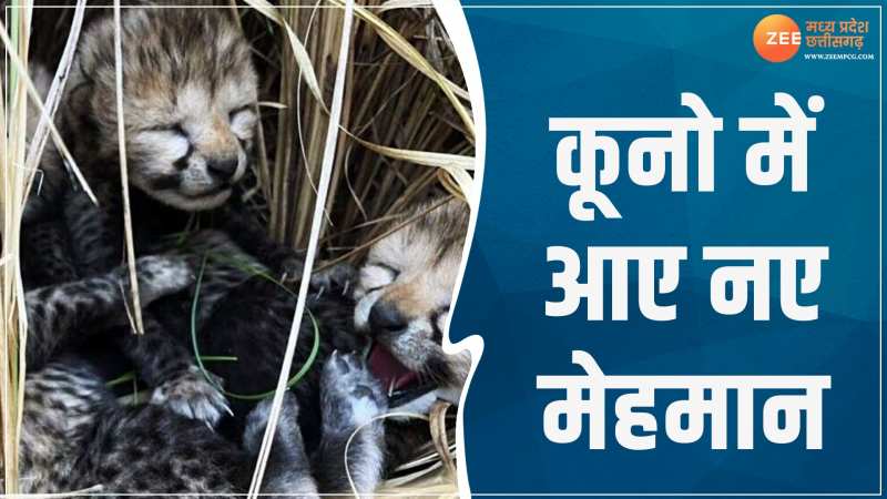 Kuno Cheetah Project: कूनो नेशनल पार्क में आए तीन नए मेहमान, देखिए क्यूट VIDEO