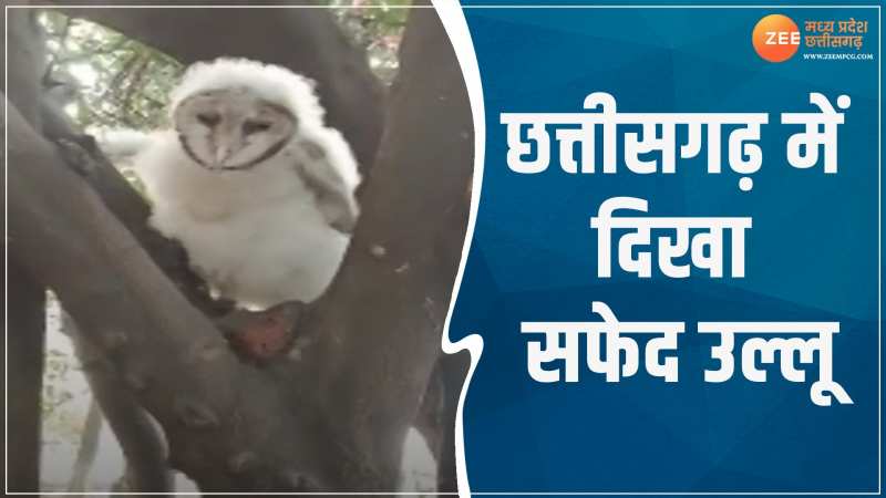 Korba News: सफेद उल्लू को देखने उमड़ी भीड़, कोरबा वन विभाग को दी गई सूचना