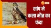 Viral Video: शिकारी बाज ने सांप को दबोचा, फिर जो हुआ वो देख दंग रह जाएंगे आप!