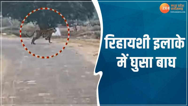 Umaria Video: उमरिया के गांव में घुसा बाघ, दहशत में ग्रामीण, देंखे Video