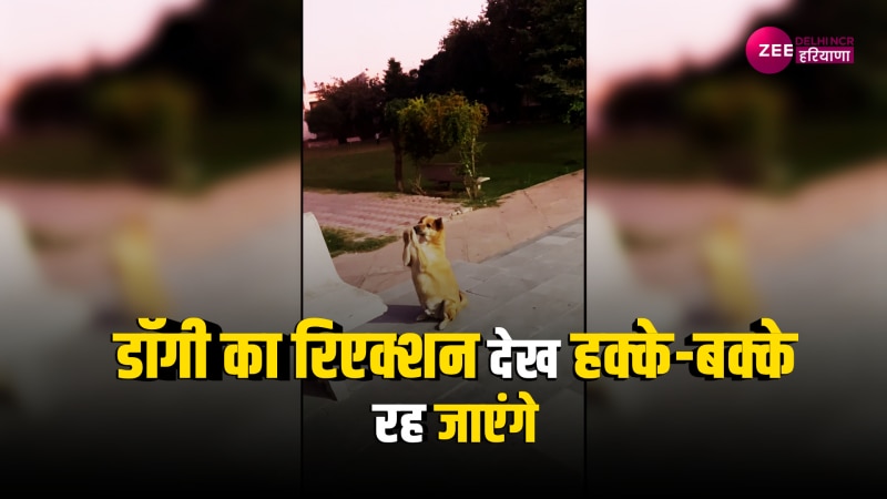 Viral Video: राधे-राधे सुनते ही डॉगी ने दिया कुछ ऐसा रिएक्शन, वीडियो हुआ वायरल