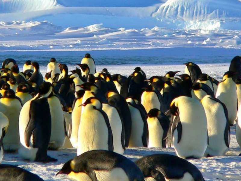 अंटार्कटिका में बर्ड फ्लू वायरस ने बढ़ाई चिंता, पेंगुइन की मौत ने वैज्ञानिकों के लिए बजाई खतरे की घंटे 