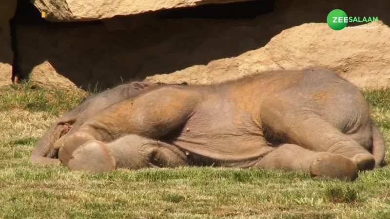 Elephant Video: हाथी का बच्चा सोया इतनी गहरी नींद में कि डर गई हथनी, केयरटेकर्स से मांगी मदद!