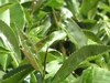 Kangra Tea: 25 सालों में पहली बार कांगड़ा चाय का रिकॉर्ड तोड़ हुआ उत्पादन, जानें पूरी डिटेल