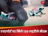 चोरी-छिपे 130 जहरीले मेंढक लेकर जा रही थी महिला, एयरपोर्ट पर चेक किया बैग तो उड़े अधिकारियों के होश